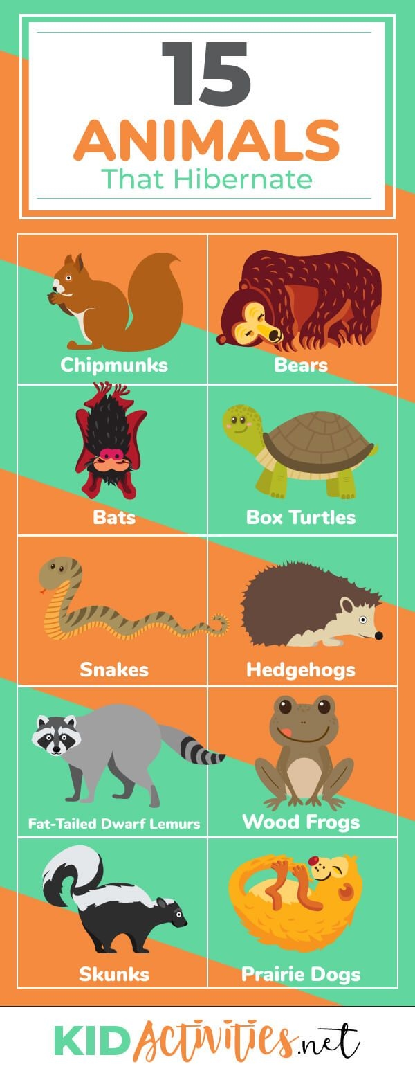 15 Animals That Hibernate During The Winter Kid Activities 15 Animals That Hibernate During The Winter Kid Activities