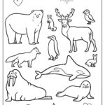 35 Arctic Animals Coloring Pages Free PDF Printables