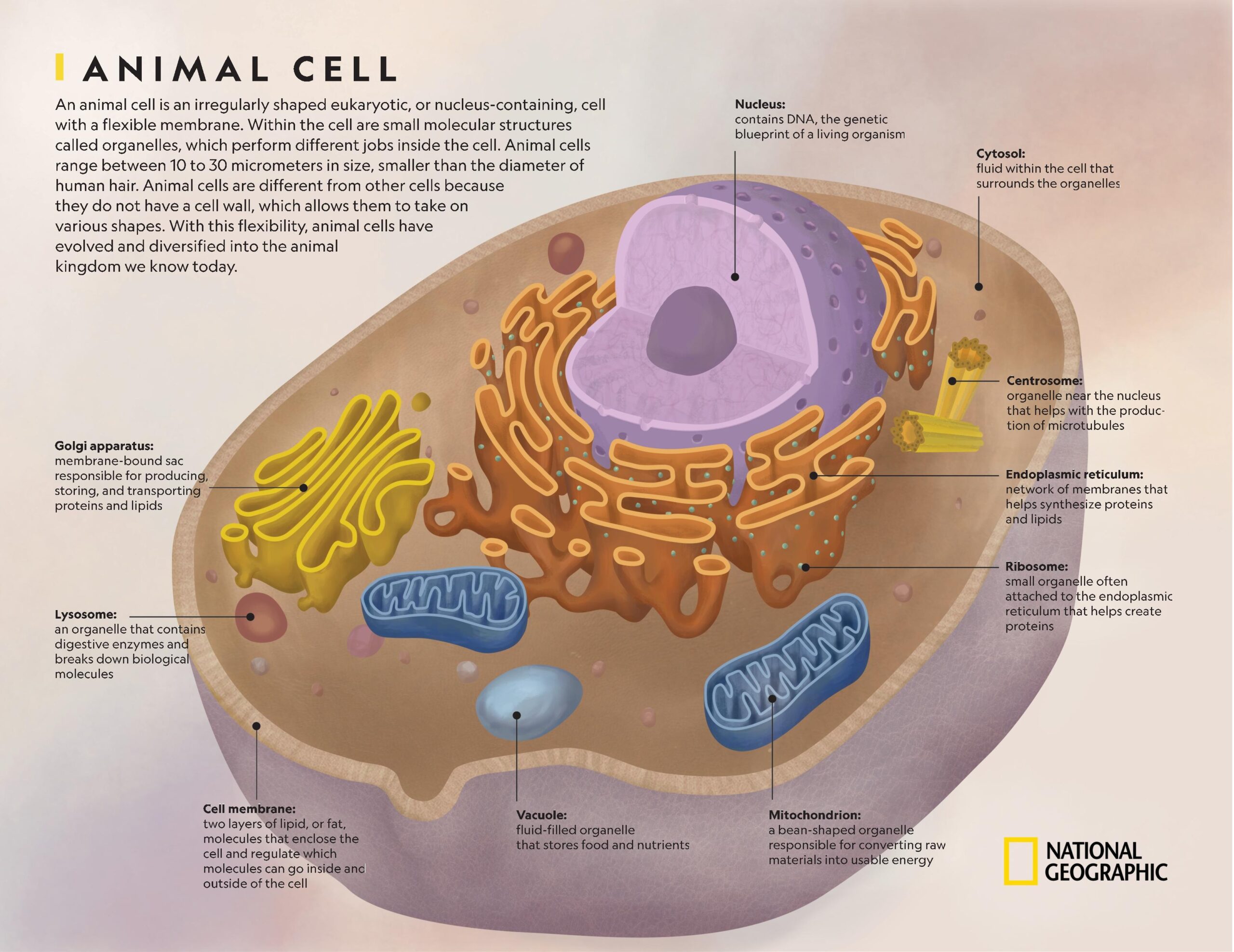 Animal Cell