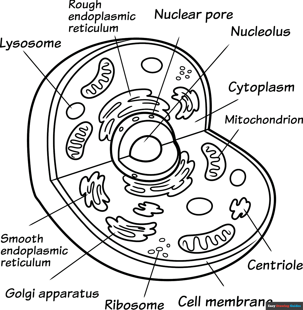 Animal Cell Coloring Page Easy Drawing Guides Animal Cell Coloring Page Easy Drawing Guides