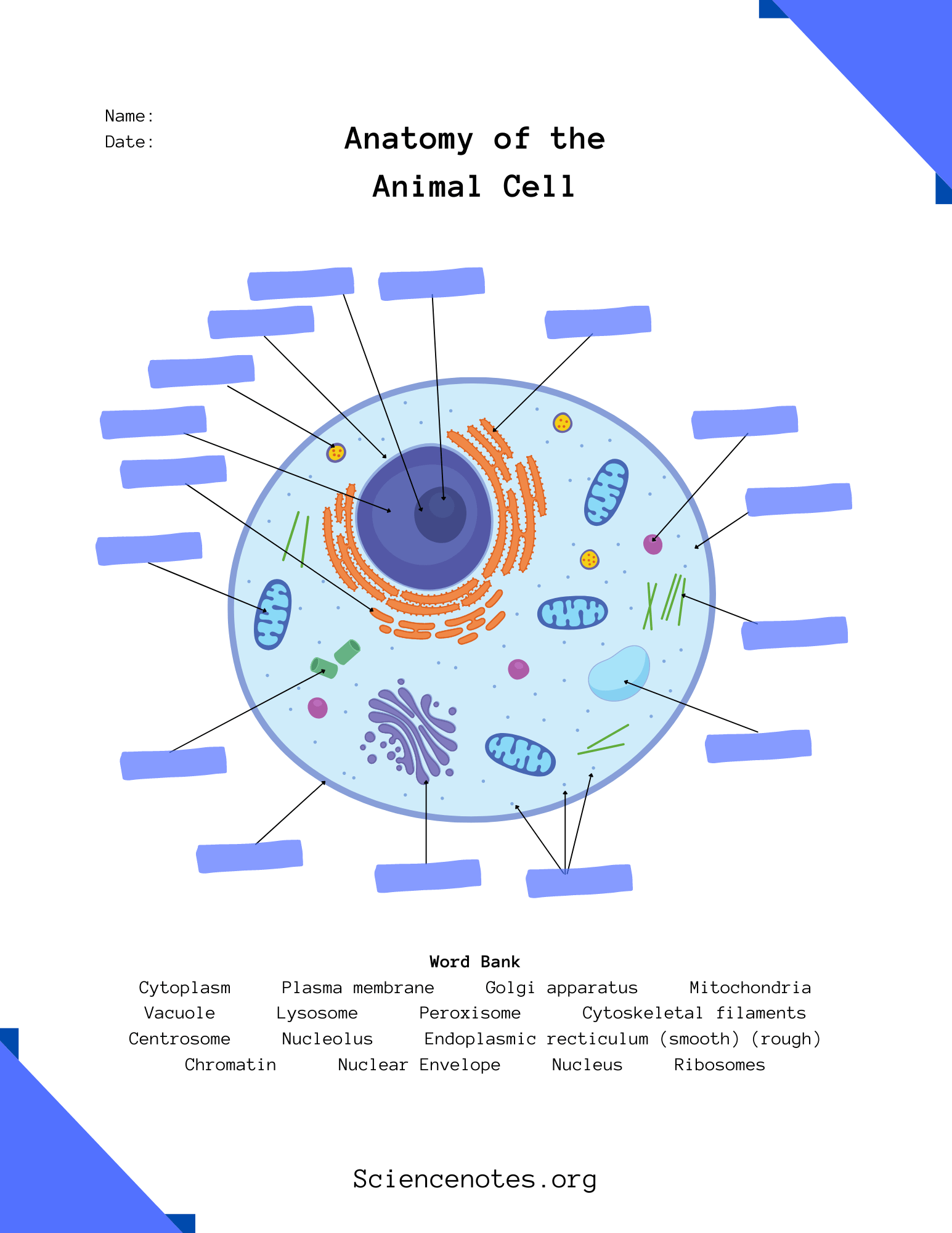 Animal Cell Diagram Organelles And Characteristics Animal Cell Diagram Organelles And Characteristics