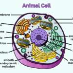 Animal Cell Diagram Organelles And Characteristics