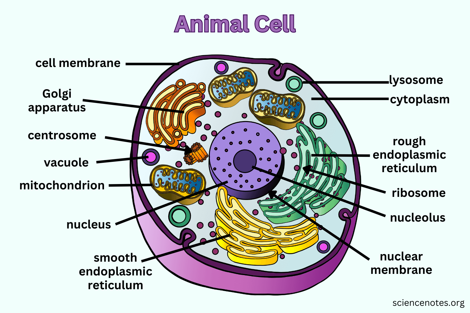 Animal Cell Diagram Organelles And Characteristics Animal Cell Diagram Organelles And Characteristics