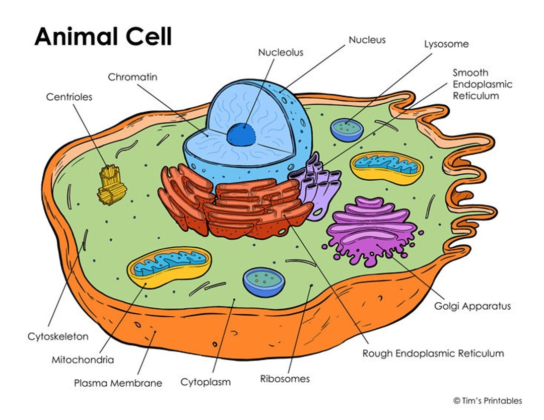 Animal Cell Diagram PDF Etsy Sweden