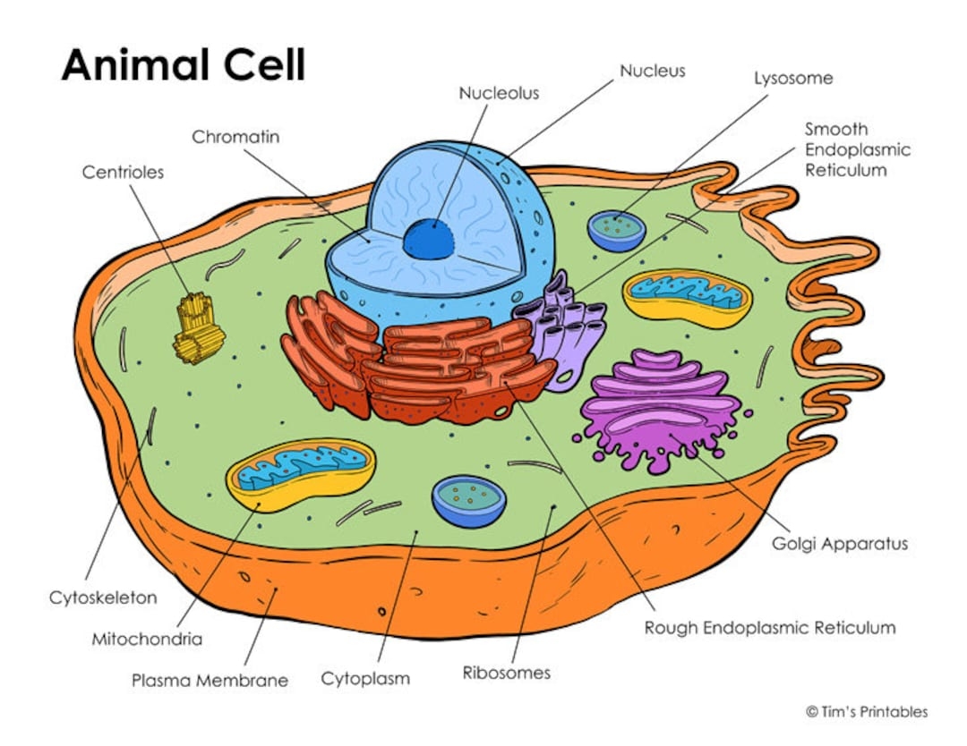 Animal Cell Diagram PDF Etsy Sweden Animal Cell Diagram PDF Etsy Sweden