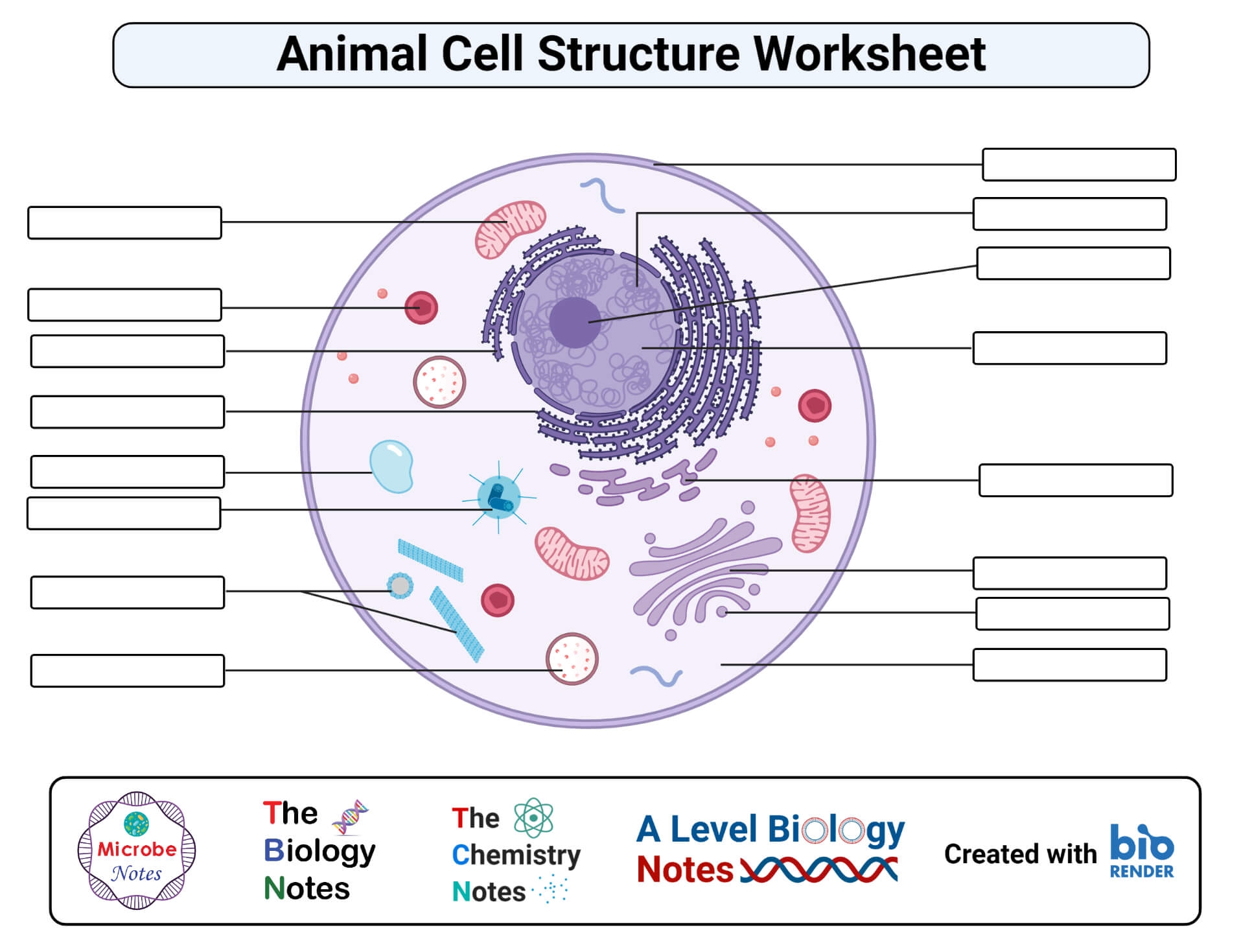 Animal Cell Explained Structure Parts Vital Functions Animal Cell Explained Structure Parts Vital Functions