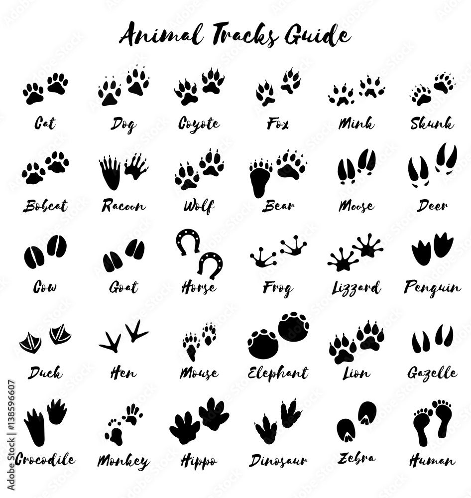Animal Tracks Foot Print Guide Vector Stock Vector Adobe Stock Animal Tracks Foot Print Guide Vector Stock Vector Adobe Stock