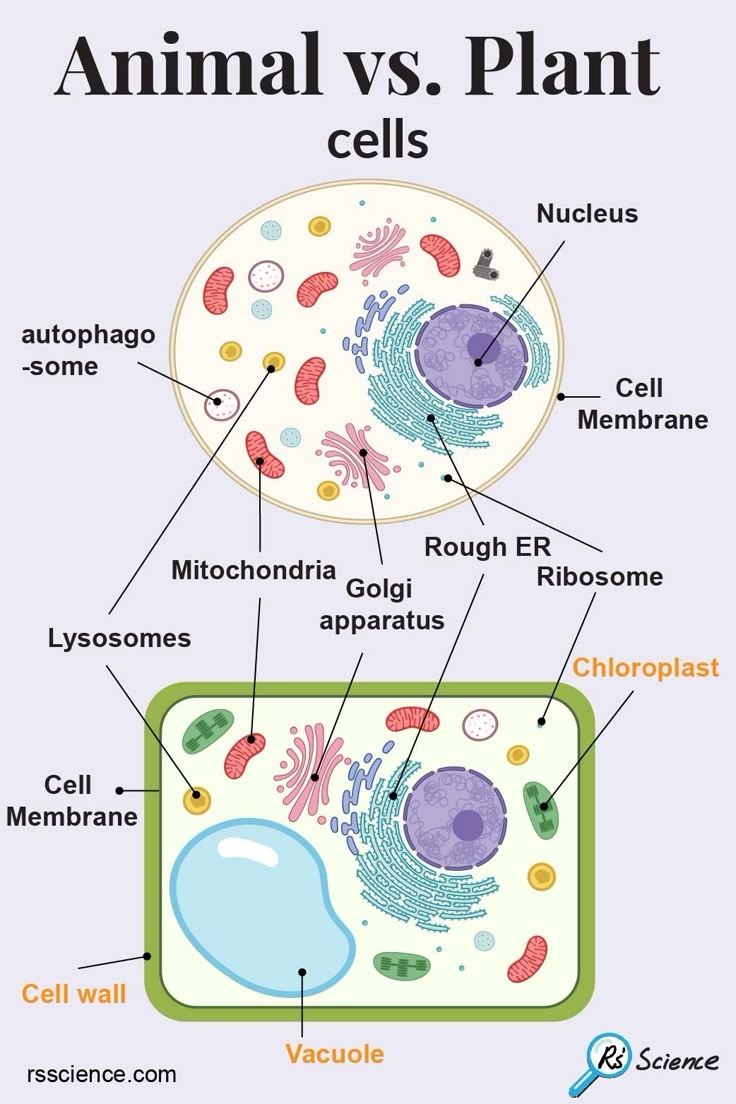 Animal Vs Plant Cells Animal Vs Plant Cells