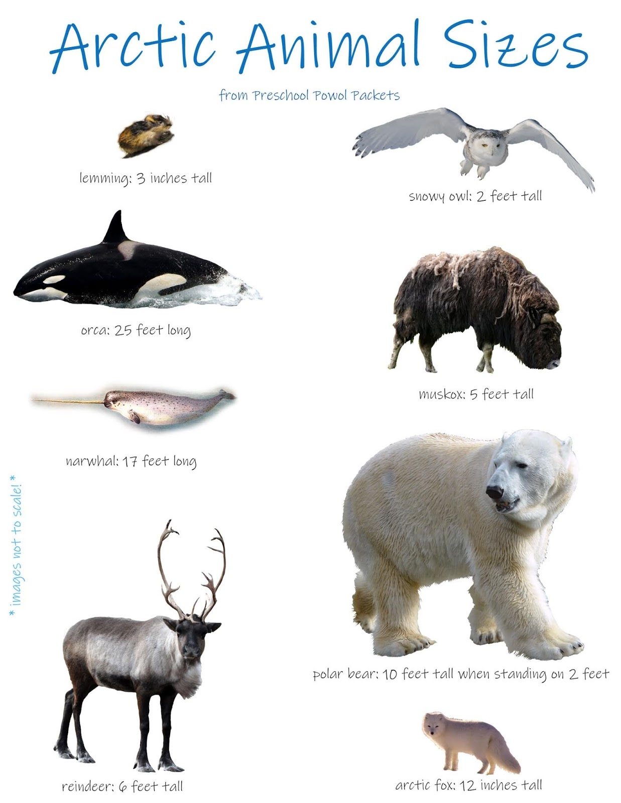 free printable arctic animals free printable arctic animals