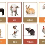 Free Animal Flashcards To Customize And Print Canva