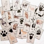 Free Animal Tracks Printable Cards Nature Activity Fox Farm Home