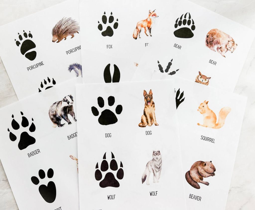 Free Animal Tracks Printable Cards Nature Activity Fox Farm Home Free Animal Tracks Printable Cards Nature Activity Fox Farm Home