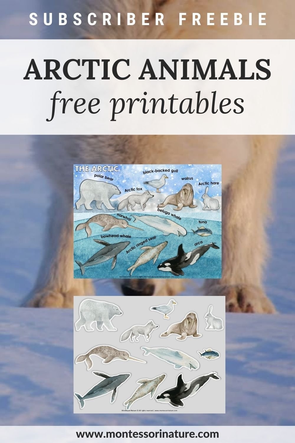 Free Printable Arctic Animals Montessori Nature Free Printable Arctic Animals Montessori Nature