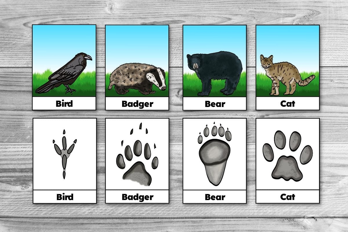 Free Printable Winter Animal Tracks Identification Matching Cards Free Printable Winter Animal Tracks Identification Matching Cards