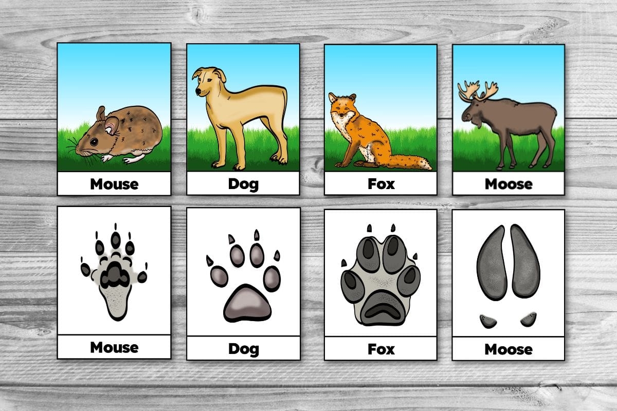 Free Printable Winter Animal Tracks Identification Matching Cards