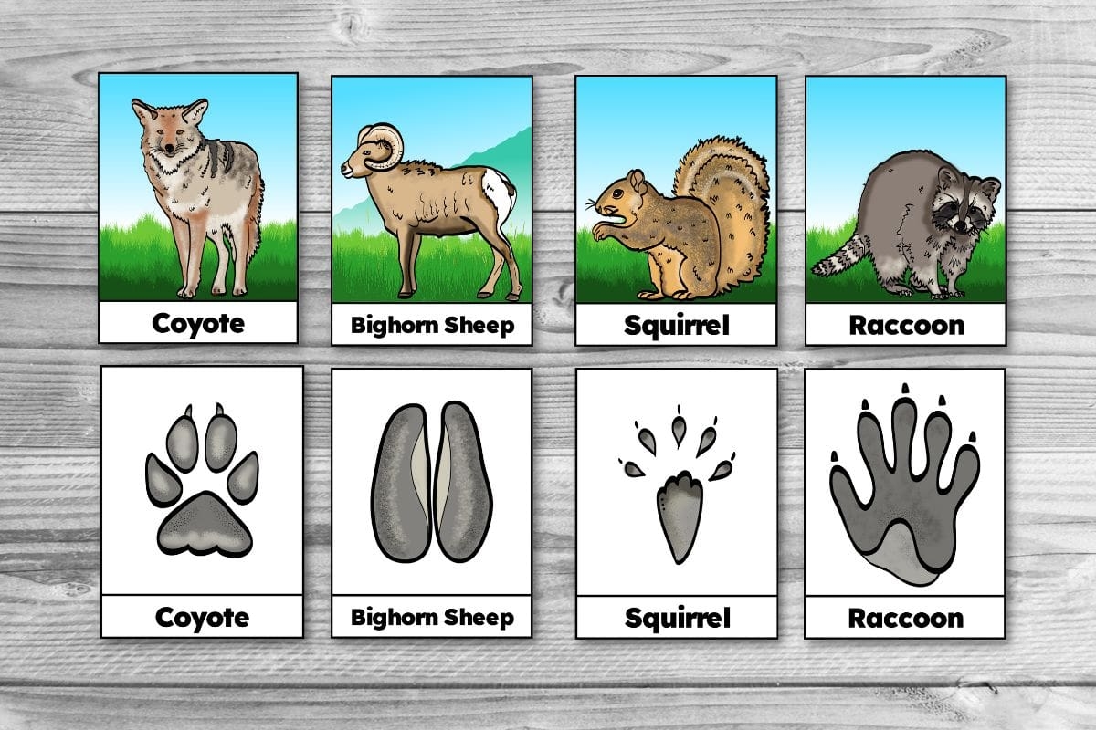 Free Printable Winter Animal Tracks Identification Matching Cards Free Printable Winter Animal Tracks Identification Matching Cards