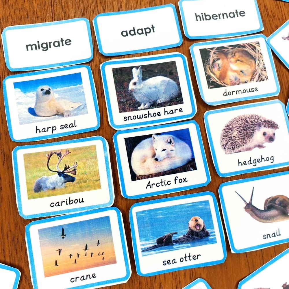 animals that hibernate printable animals that hibernate printable