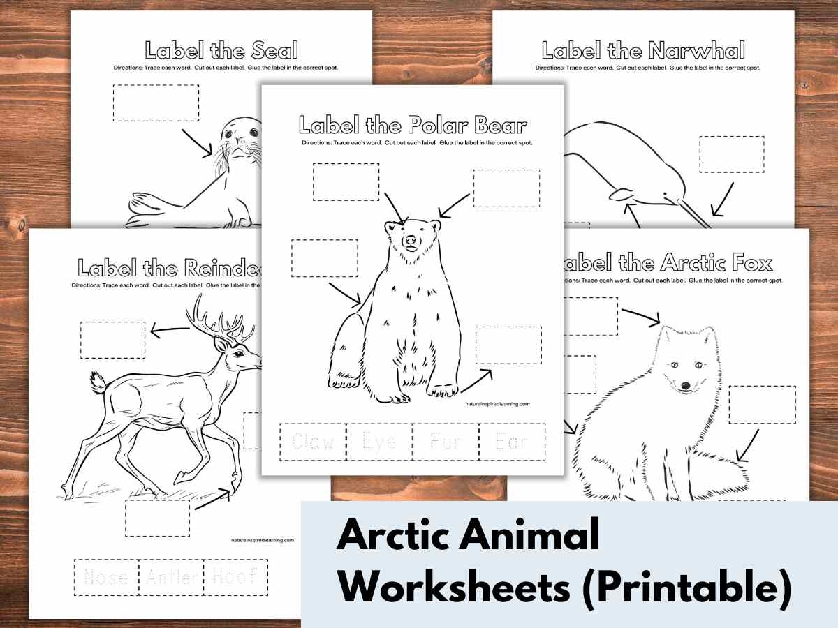 free arctic animals printables free arctic animals printables