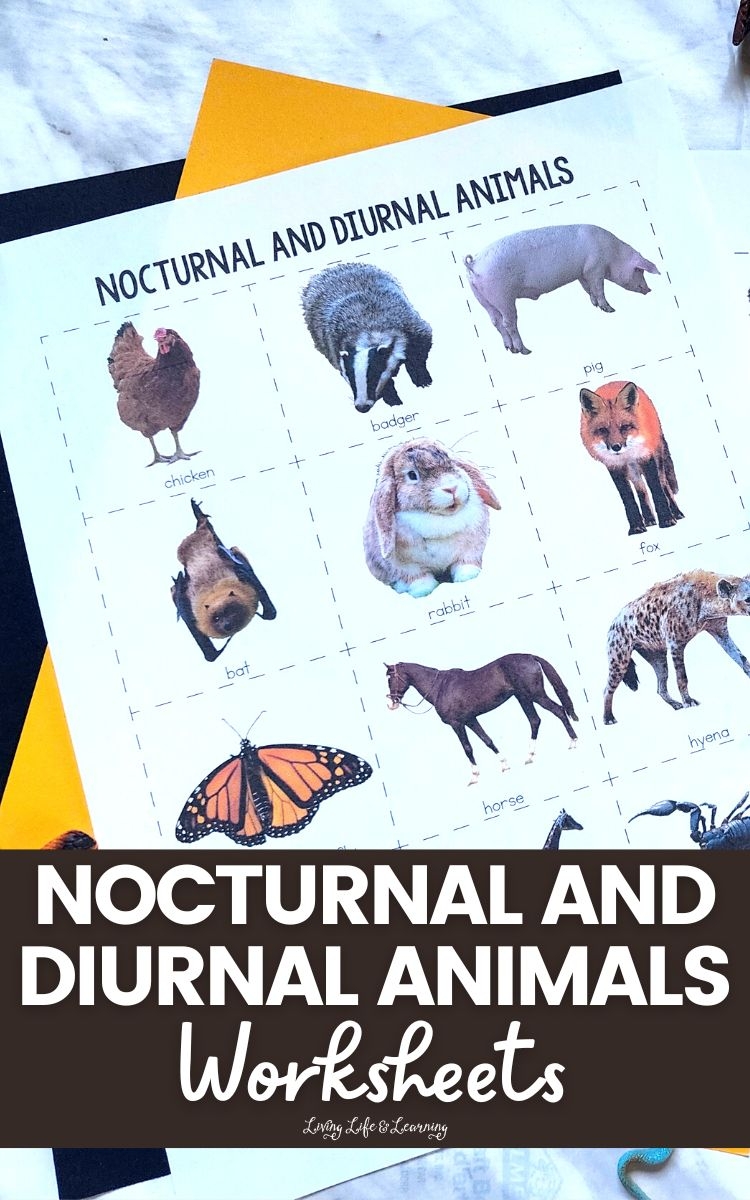 free printable nocturnal animals worksheets free printable nocturnal animals worksheets