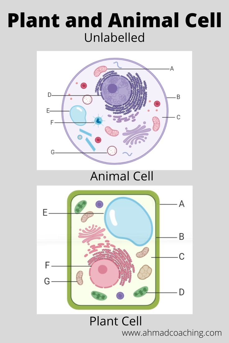 Plant And Animal Cell Unlabelled Diagram Plant And Animal Cell Unlabelled Diagram