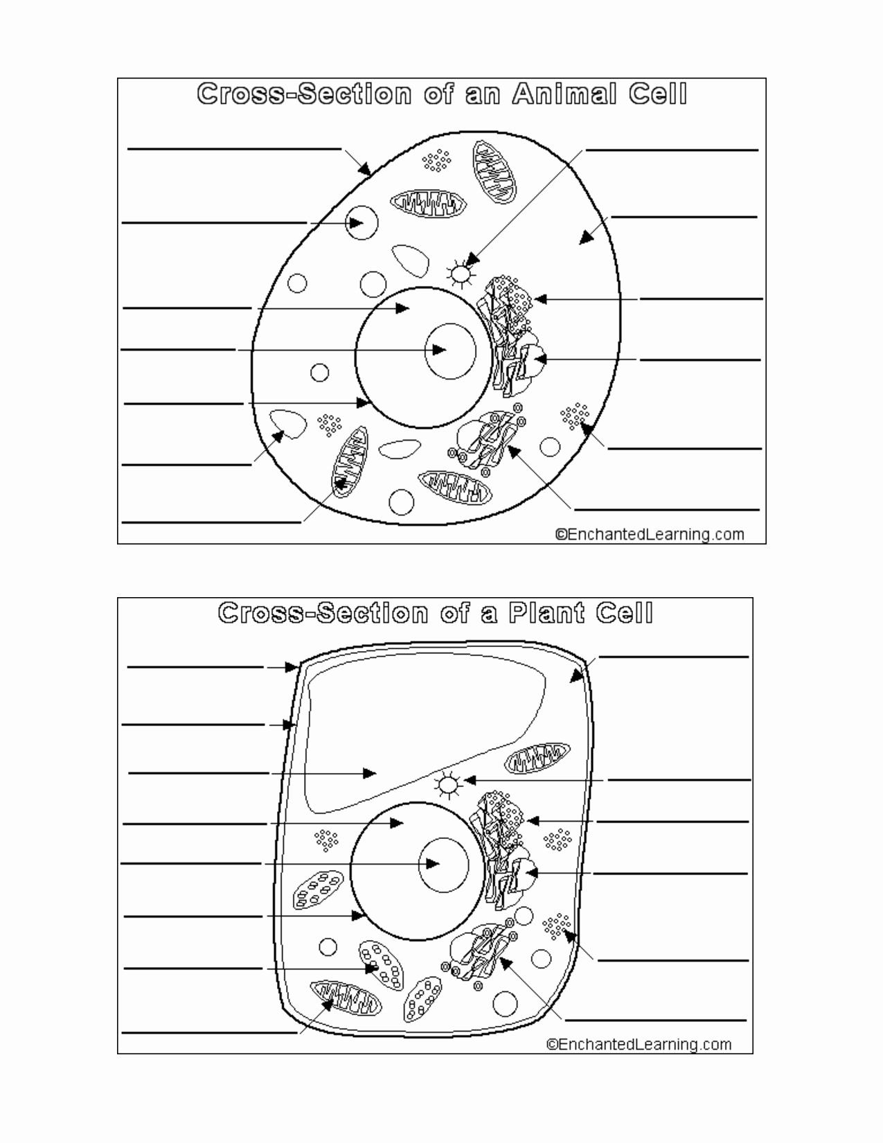 Plant And Animal Cells Plant And Animal Cells