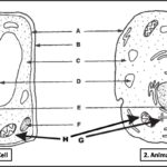Plant Cell And Animal Cell Diagram Quiz