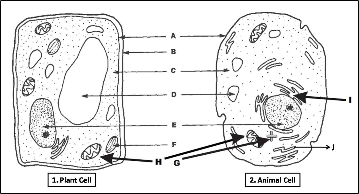 Plant Cell And Animal Cell Diagram Quiz Plant Cell And Animal Cell Diagram Quiz