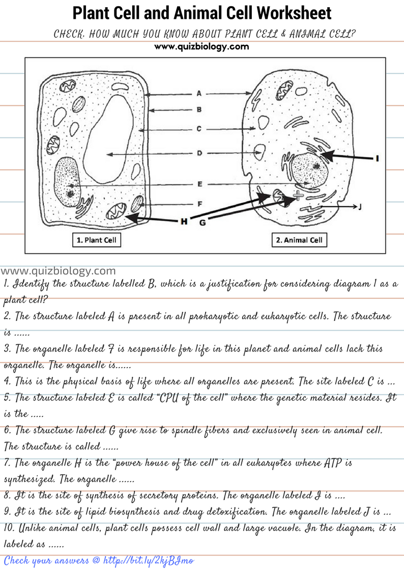 printable animal and plant cell diagram printable animal and plant cell diagram
