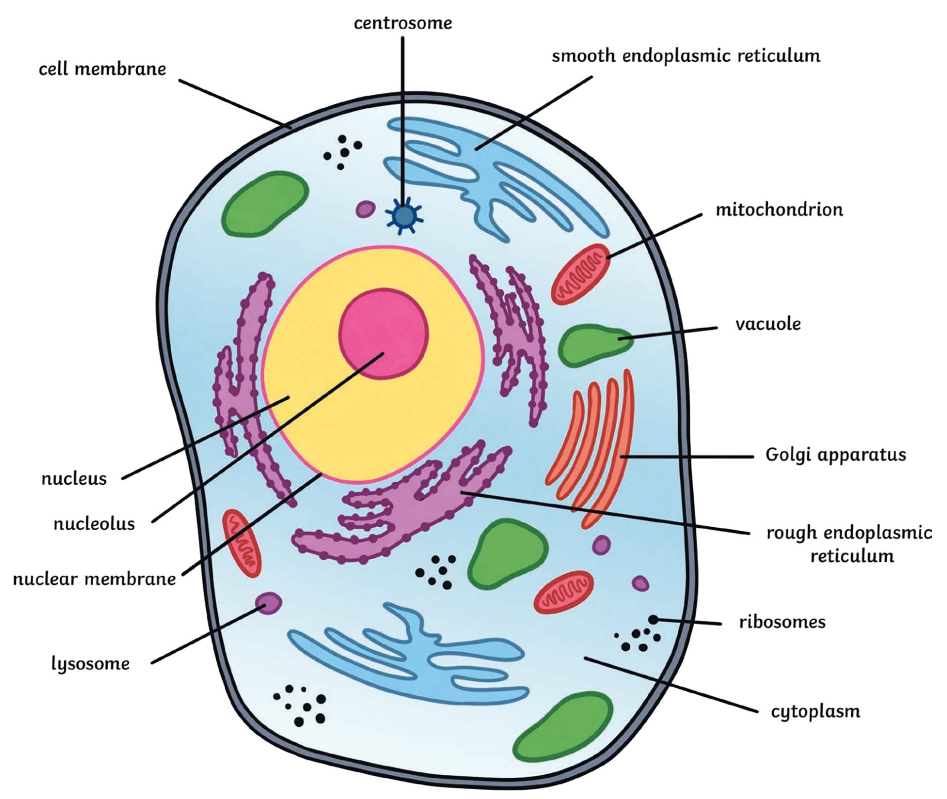 printable animal cell diagram