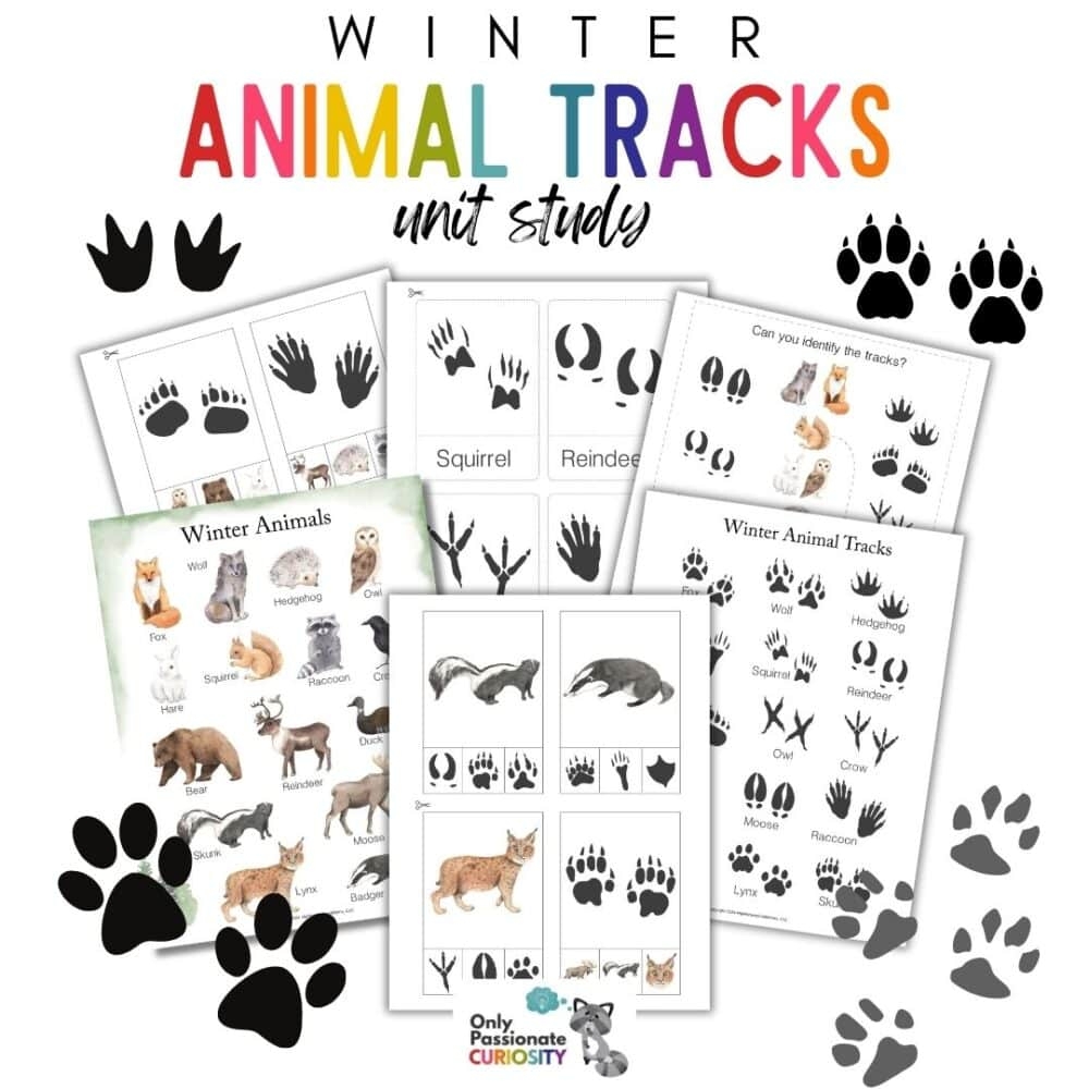animal tracks printable free animal tracks printable free