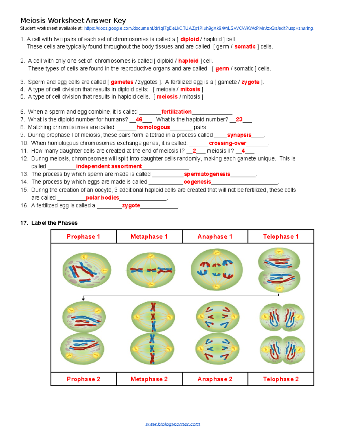 Cell Cycle Worksheet Key With Answers Study Guide Studocu Cell Cycle Worksheet Key With Answers Study Guide Studocu