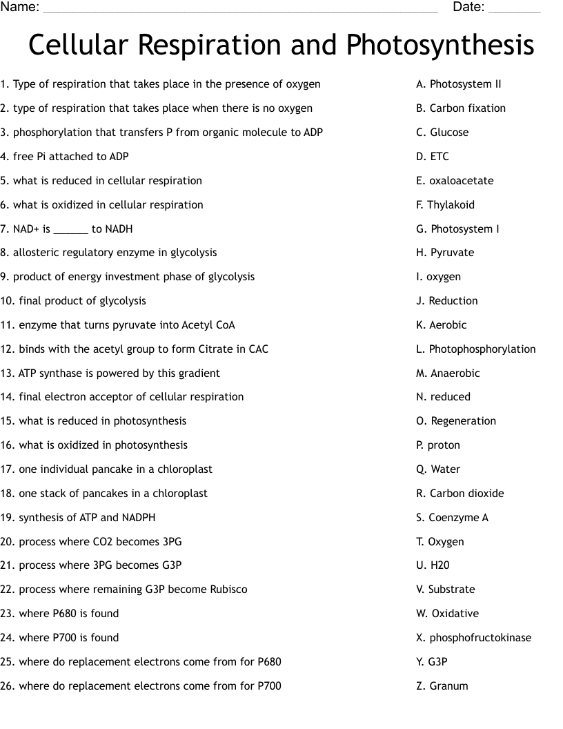 worksheet on cellular respiration worksheet on cellular respiration