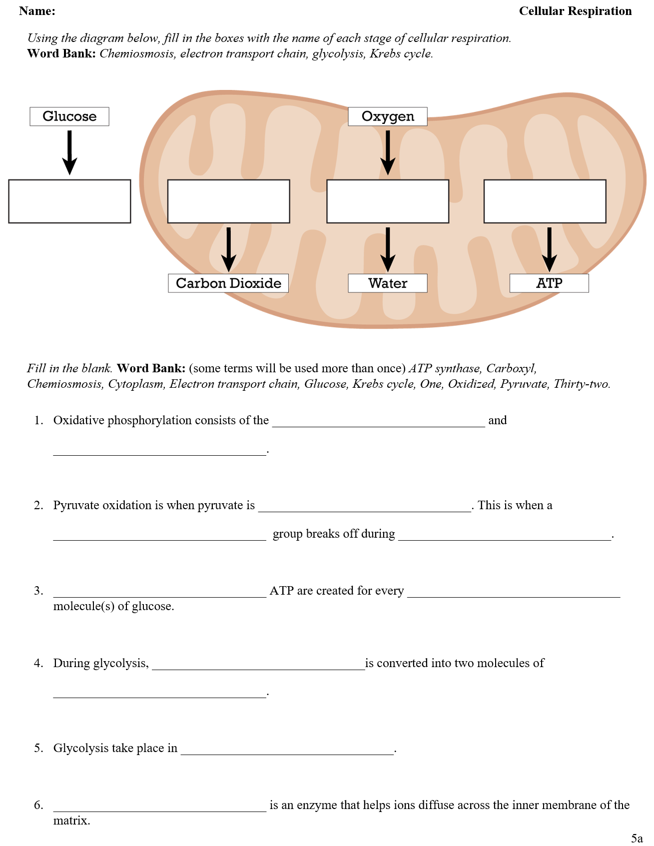 Cellular Respiration Worksheets Teaching Resources Cellular Respiration Worksheets Teaching Resources