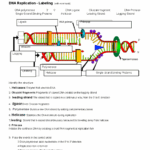 Copy Of DNA Replication Labeling 1 Name Studocu