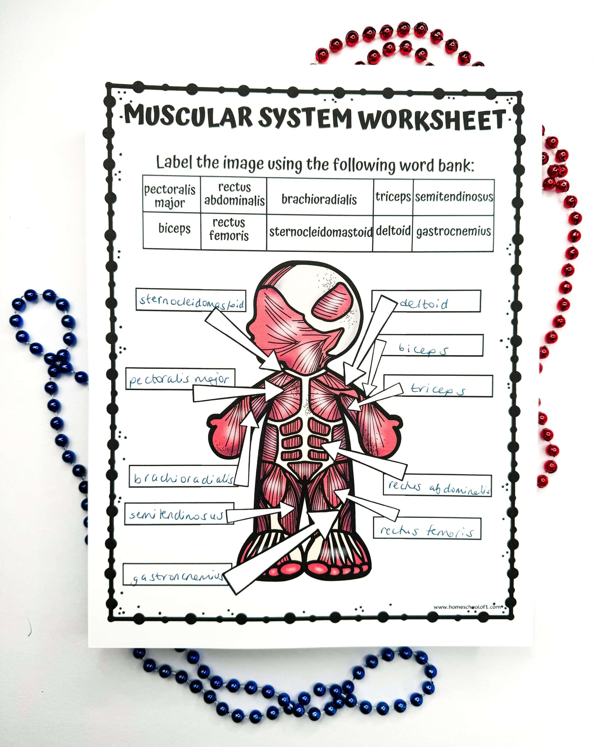muscular system worksheet