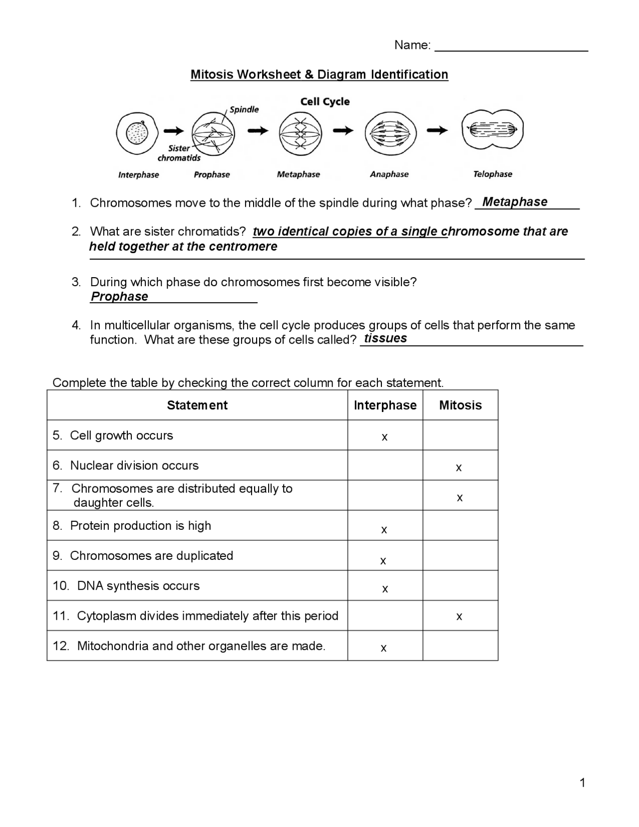 MITOSIS Worksheet Key Exercises Biology Docsity MITOSIS Worksheet Key Exercises Biology Docsity
