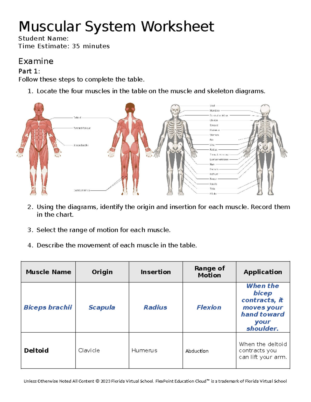 Muscular System Worksheet Understanding Muscle Anatomy And Function Studocu