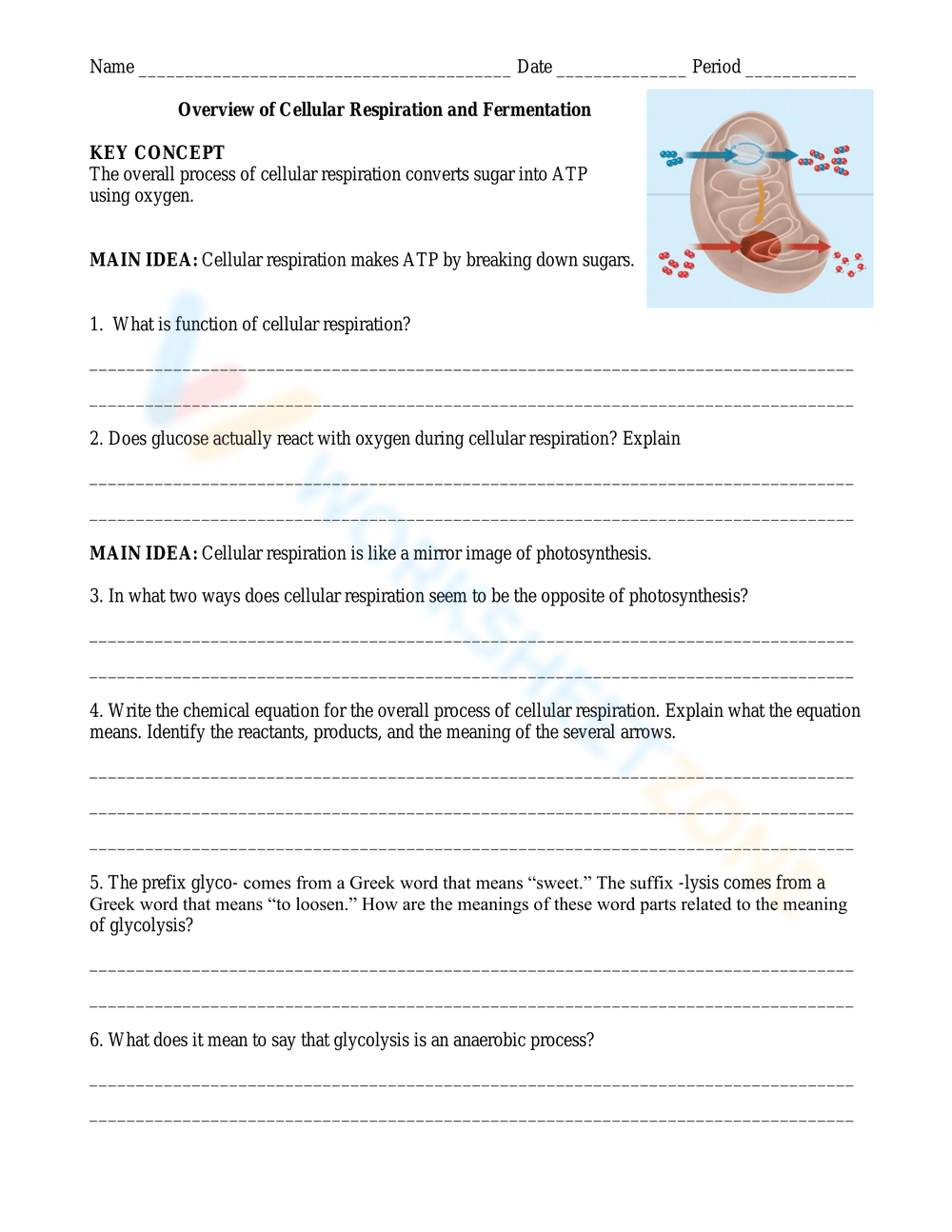Printable Cellular Respiration Worksheets Printable Cellular Respiration Worksheets
