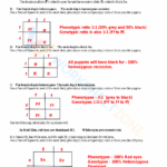 Printable Punnett Square Practice Worksheets