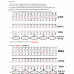 Protein Synthesis Worksheet Key 1617 Name KEY Protein Synthesis Worksheet Directions 1 St Fill Studocu