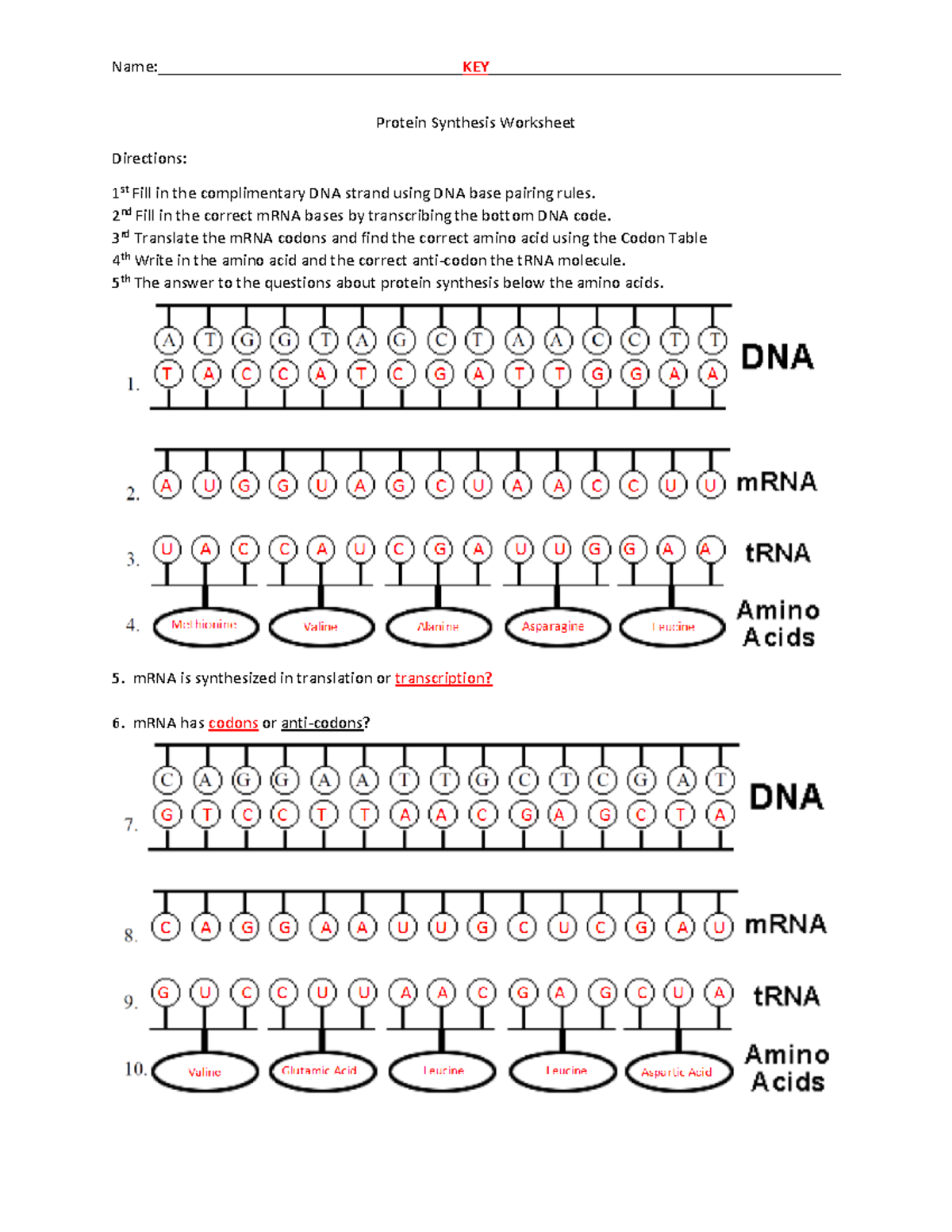 Protein Synthesis Worksheet Key 1617 Name KEY Protein Synthesis Worksheet Directions 1 St Fill Studocu Protein Synthesis Worksheet Key 1617 Name KEY Protein Synthesis Worksheet Directions 1 St Fill Studocu