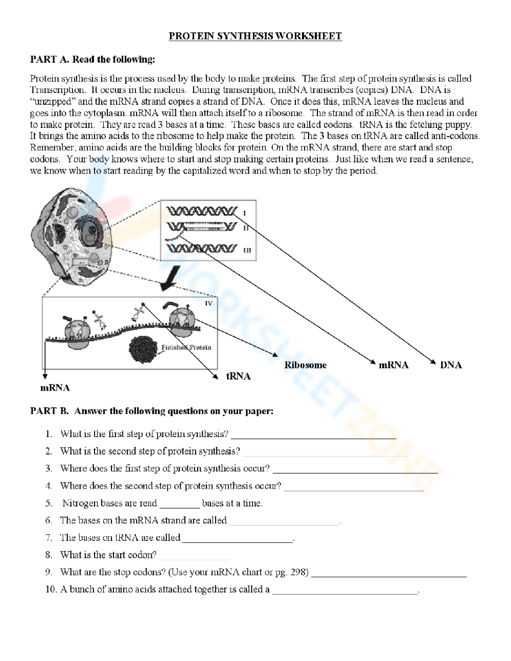 Protein Synthesis Worksheets Protein Synthesis Worksheets