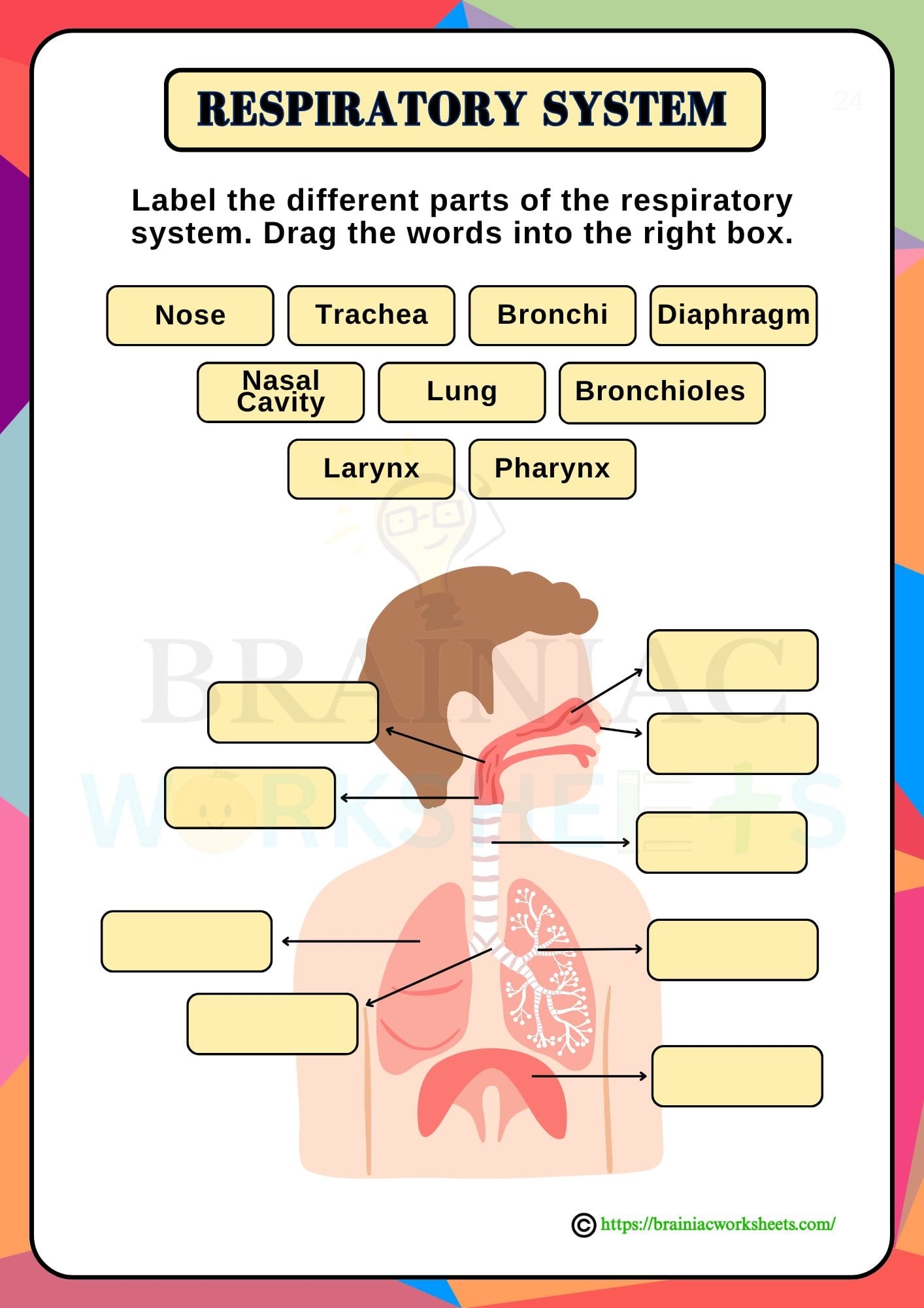 Respiratory System Science Worksheet For Class 5 Brainiac Worksheets Respiratory System Science Worksheet For Class 5 Brainiac Worksheets