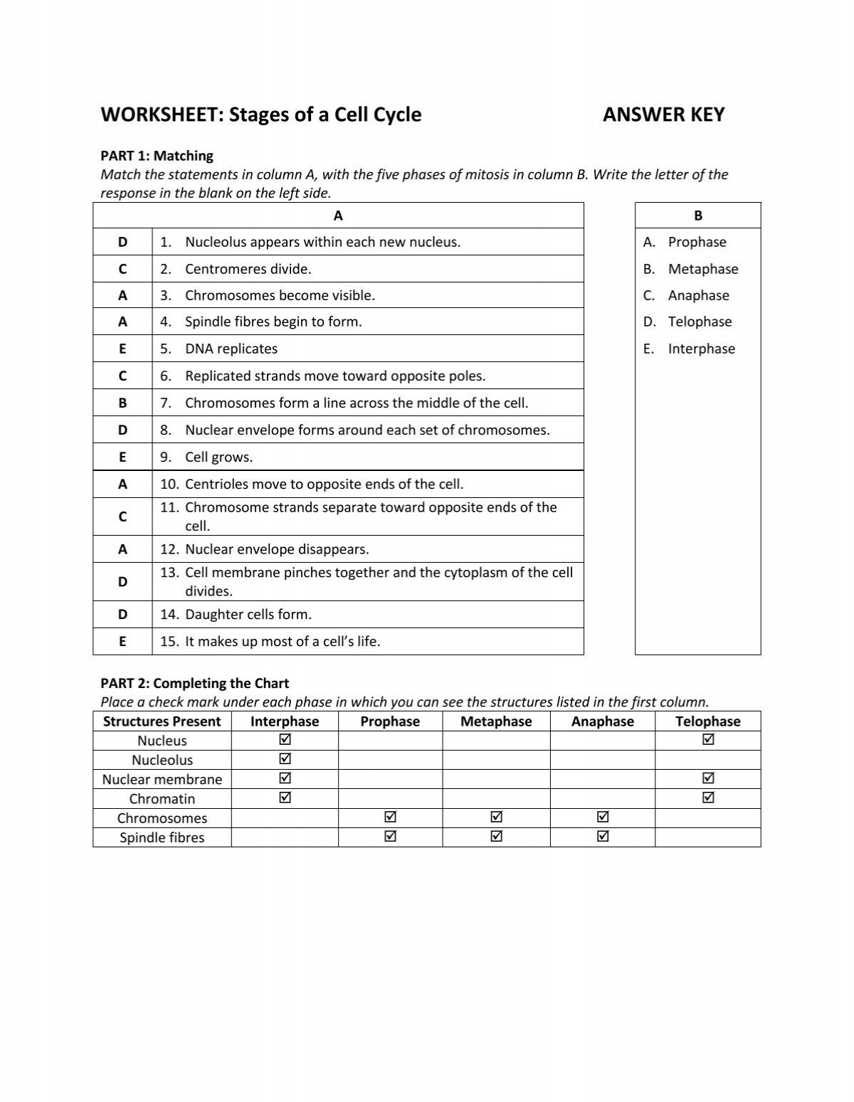 the cell cycle worksheet answer key the cell cycle worksheet answer key